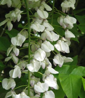 Glicínia branca - Wisteria floribunda alba