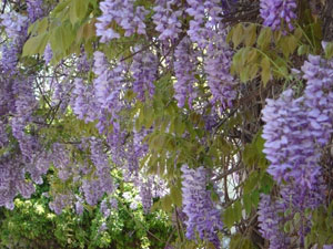 Wisteria - Wisteria sinensis