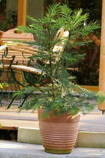 Wollemi Pine - Wollemia nobilis Jones