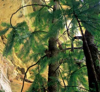 Wollemi Pine - Wollemia nobilis Jones
