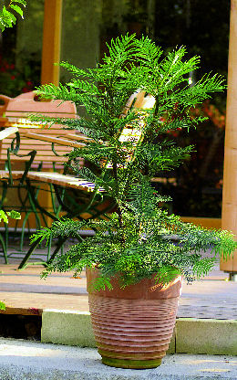 Pin Wollemi / Wollemia nobilis Jones