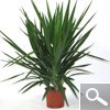Yuca pie de elefante - Yucca elephantipes