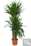 Yuca pie de elefante - Yucca elephantipes