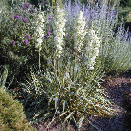 Yucca filamentosa 'Bright Edge' - Yucca filamentosa 'Bright Edge'