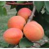 Apricot tree 'Rouge du Roussillon'