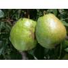 Pear tree 'Duchesse dAngoulme'