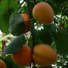 Apricot tree 'Hatif de Colomer'