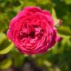 Rose 'Falstaff'