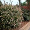 Hedge, flowering 'Julie'