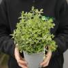 Knotted marjoram