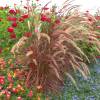 Chinese fountain grass 'Fireworks'