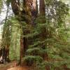 Squoia toujours vert