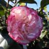 Japanese Camellia 'Margaret Davis'