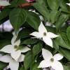 Cornouiller du Japon  fleurs blanches
