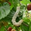 Mulberry, white