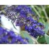Arbre  papillons 'Adonis blue Adokeep'