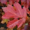 Hortensia  feuilles de chne