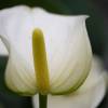 Anthurium  fleurs blanches