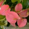 Anthurium  fleurs roses