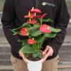 Anthurium  fleurs rouges