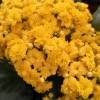 Kalanchoe  fleurs jaunes