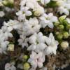 Kalanchoe  fleurs blanches