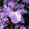Iris japonais 'Dainagon'