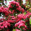 Aubpine  fleurs rouges 'Paul's Scarlet'