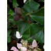 Climbing Hydrangea 'Rose Sensation'