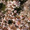 Cerisier  fleurs nain 'Kojo No Mai'