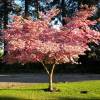 Pink flowering American dogwood