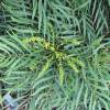 Mahonia sans pines 'Soft caress'