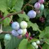 Vigne vierge  fruits bleus 'Elegans'