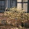 Buisson papier  fleurs d'or, Edgeworthie