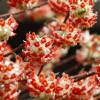 Buisson papier  fleurs rouges, Edgeworthie