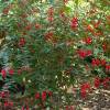 Fuchsia, Edible Royal
