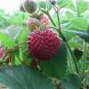 Strawberry plant 'Framberry', strawberry-raspberry