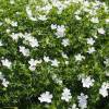 Granium vivace  fleurs blanches