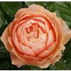 Roseira 'Abricot Terrazza'