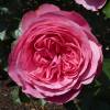 Rose 'Lonard de Vinci'