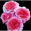 Roseira 'Rose de Bayonne'