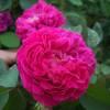 Rose 'Rose de Rescht'