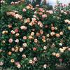 Rose 'Sorbet Fruit'
