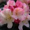 Rhododendron, dwarf 'Percy Wiseman'