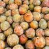 Plum-Apricot 'Dapple Dandy'