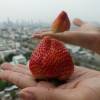 Fragaria ananassa 'Colossus', Giant Strawberry