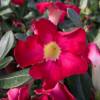 Rose du Dsert - Floraison rouge