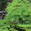 Arce japons 'Dissectum viridis'