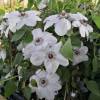 Clematis 'Mme Lecoultre'