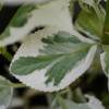 Hortensia  feuillage panach